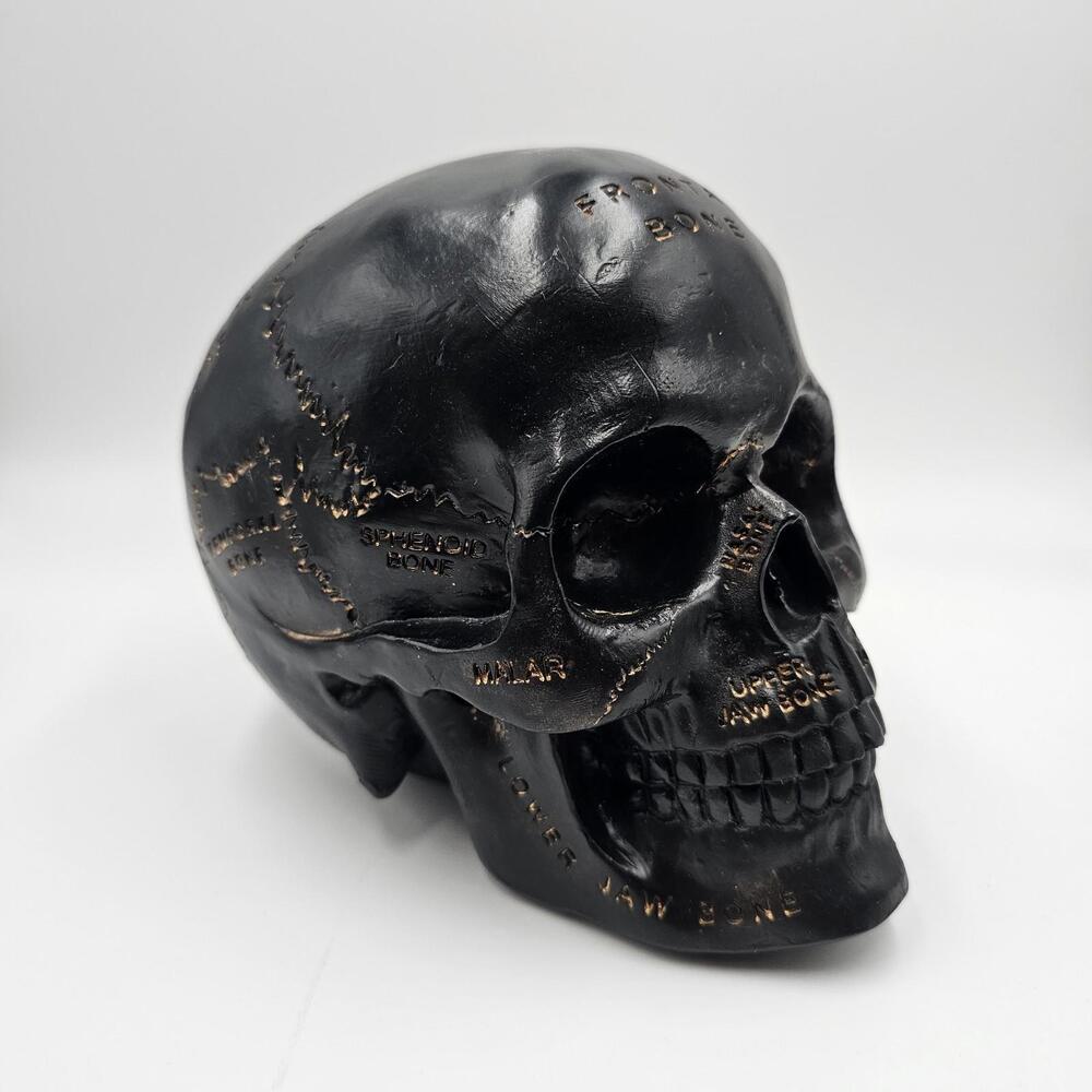 Black Skull Resin Ebros Paranormal Pentagram Colonial Witch Salem Anatomy 7"